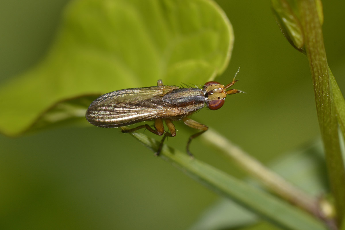 Sciomyzidae  ...ma quale?